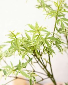 Erable du Japon Timon plante d'extérieur Bergamotte bloomyrama