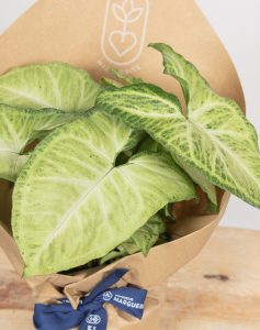 Trio plantes vertes faciles d'entretien monsieur marguerite comparateur bloomyrama