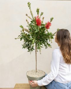 Callistemon Simon livraison plantes d'extérieur bergamotte comparateur bloomyrama