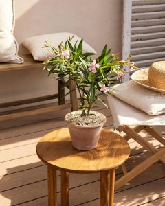 Laurier rose louison livraison bergamotte bloomyrama