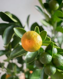 calamondin carlos arbuste fruitier bergamotte bloomyrama