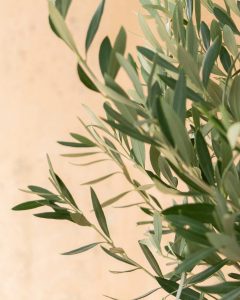 olivier luciano arbuste livraison bergamotte comparateur bloomyrama