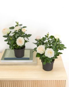 Rosier jeanne rose livraison plantes bergamotte comparateur bloomyrama