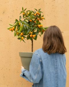 kumquat augustin arbuste fruitier agrumes bergamotte bloomyrama