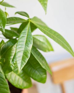 Livraison plantes pachira james bergamotte bloomyrama