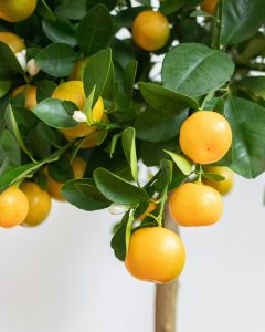 calamondin paolo arbuste bergamotte bloomyrama