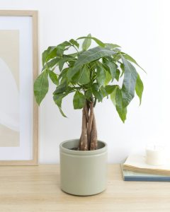 tribu emménagement plantes d'intérieur bergamotte bloomyrama