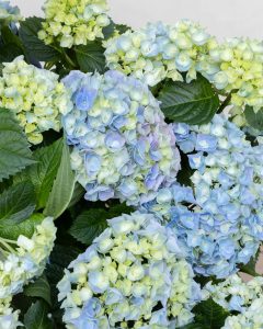 hortensia bleu eleonore plante extérieur bergamotte bloomyrama