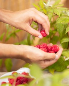 Framboisier françoise en pot livré par bergamotte bloomyrama
