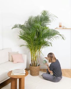 Areca Armand plante d'intérieur bergamotte bloomyrama