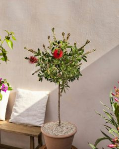 Callistemon Simon livraison plantes d'extérieur bergamotte comparateur bloomyrama