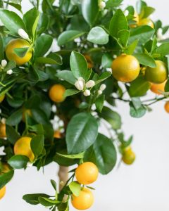 calamondin carlos arbuste fruitier bergamotte bloomyrama
