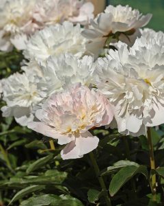 Pivoine ariane en pot rose blanche bergamotte bloomyrama