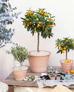 kumquat augustin arbuste fruitier agrumes bergamotte bloomyrama