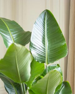 plantes Strelitzia stanislas bergamotte bloomyrama