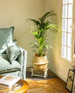 Kentia Gustave plante d'intérieur bergamotte bloomyrama