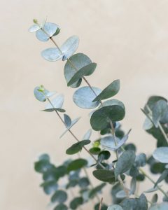 eucalyptus giovanni arbustes bergamotte bloomyrama