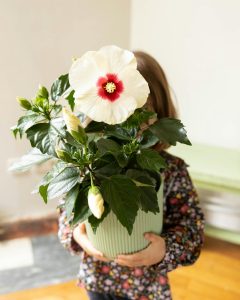 Hibiscus lynn plantes intérieur bergamotte bloomyrama