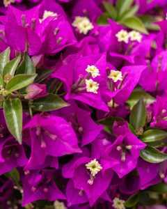 Bougainvillier Maïté plante en pot Bergamotte bloomyrama