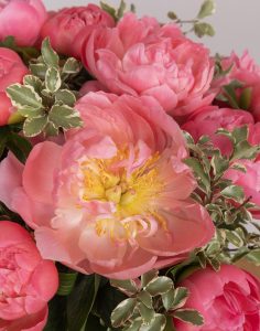 pack anniversaire bouquet de pivoines roses livraison Monsieur Marguerite comparateur bloomyrama