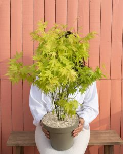 Erable du Japon Hana acer bergamotte bloomyrama