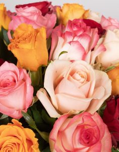 Botte de roses multicolores livraison monsieur marguerite comparateur bloomyrama