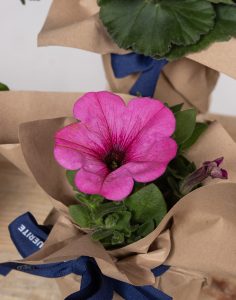 Livraison assortiments de plantes fleuries monsieur marguerite comparateur bloomyrama