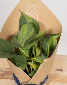 Trio plantes vertes faciles d'entretien monsieur marguerite comparateur bloomyrama