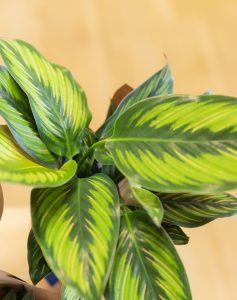 Plantes vertes non toxiques livraison monsieur marguerite comparateur bloomyrama