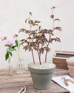 Pivoine ariane en pot rose blanche bergamotte bloomyrama