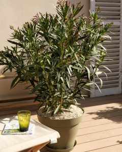 Laurier rose arbuste bergamotte bloomyrama