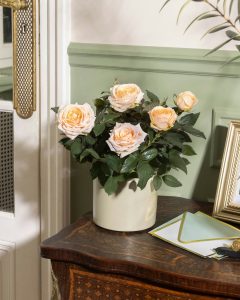 Rosier jeanne rose livraison plantes bergamotte comparateur bloomyrama