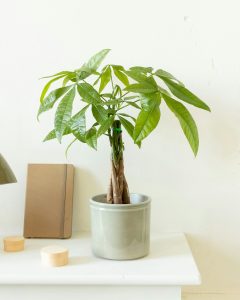 Livraison plantes pachira james bergamotte bloomyrama