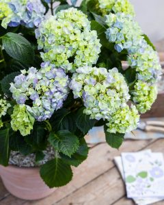 hortensia bleu eleonore plante extérieur bergamotte bloomyrama