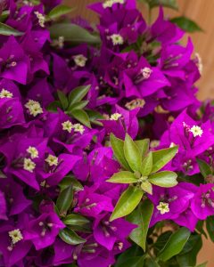 Bougainvillier Maïté plante en pot Bergamotte bloomyrama