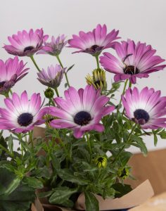 Livraison assortiments de plantes fleuries monsieur marguerite comparateur bloomyrama