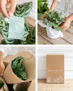 Livraison plantes pachira james bergamotte bloomyrama