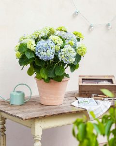 hortensia bleu eleonore plante extérieur bergamotte bloomyrama