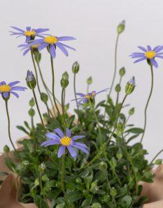 Livraison assortiments de plantes fleuries monsieur marguerite comparateur bloomyrama