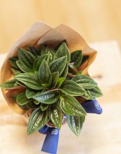 Plantes vertes non toxiques livraison monsieur marguerite comparateur bloomyrama