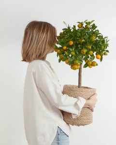 calamondin paolo arbuste bergamotte bloomyrama