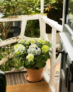 hortensia bleu eleonore plante extérieur bergamotte bloomyrama