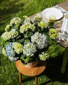 hortensia bleu eleonore plante extérieur bergamotte bloomyrama