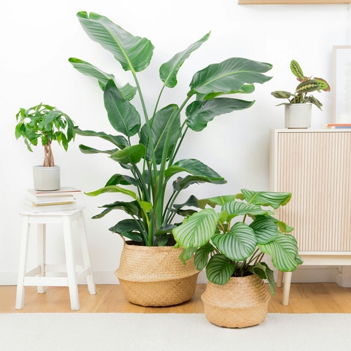 tribu emménagement plantes d'intérieur bergamotte bloomyrama